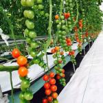 9.6m Film Greenhouse for Maximum Yield in Soilless Cultivation and Initial