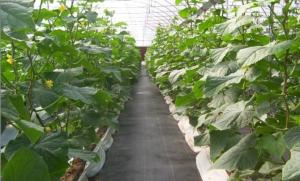 Wholesale Black Nonwoven Strawberry 60Gsm Weed Stop Fabric from china suppliers