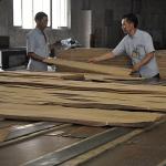 Europe Natural Figured Sycamore Wood Veneer Flat Cut Crown Cut Thickness 0.5mm