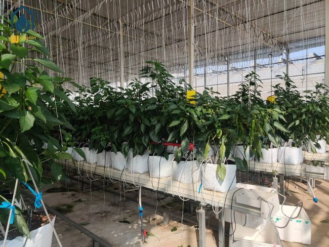 Greenhouse Steel Substrate Planting Gutter Agricultural Hydroponic System For Tomatoes