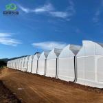 Sunlight Greenhouse Multispan Hydroponics Plastic Film Greenhouse for Commercial