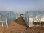 Small Single Span PE Plastic Film Greenhouse For Vegetable Agriculture 10-100m