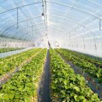 Plastic Greenhouse Department Multi-Span Po/PE Commercial Greenhouse with