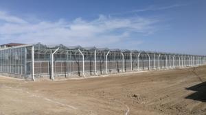 Wholesale Anti Wind Commercial Glass Greenhouse High Light Transmission For Vegetable Cultivation from china suppliers