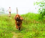 Summer products ultrasonic pest repeller in dog cat pest control
