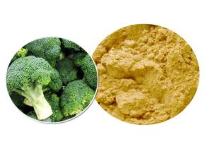 Wholesale Brown Yellow Powder 100% Pure Plant Extracts , Organic Broccoli Sprout Powder ISO9001 from china suppliers