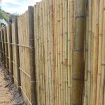 Natural Tonkin Bamboo Pole Bamboo Privacy Fence For Garden 240 CM High