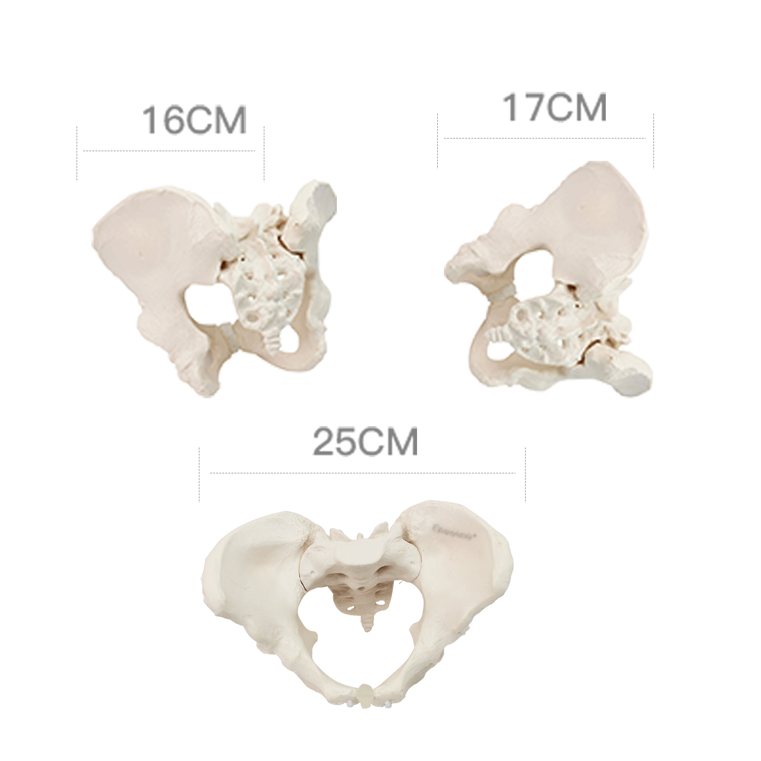 Eco-friendly PVC 1:1 Life Size Medical Education Artistic Creation Design Ergonomics Physical Education Female Pelvic Model