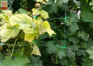 Wholesale Green Plastic Plant Support Netting , Agricultural Polyethylene Mesh Netting from china suppliers