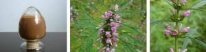 Wholesale 100% natural Motherwort herb extract Stachydrine hydrochloride 98% powder from china suppliers