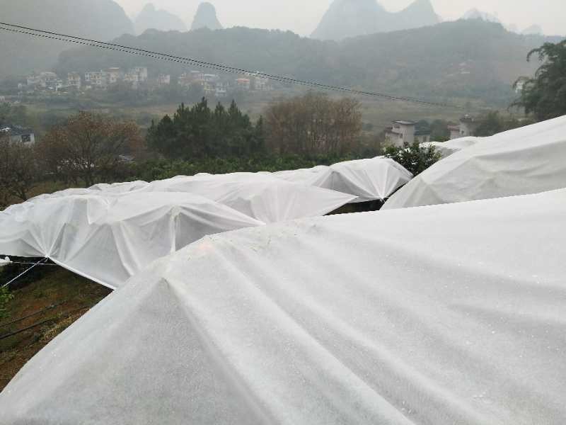 UV Resistant Non Woven Polypropylene Fabric Hydrophilic Against Grass Frostproof