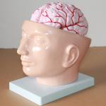 Life Size Medical Education Human Brain Anatomy 3d Model With Arteries