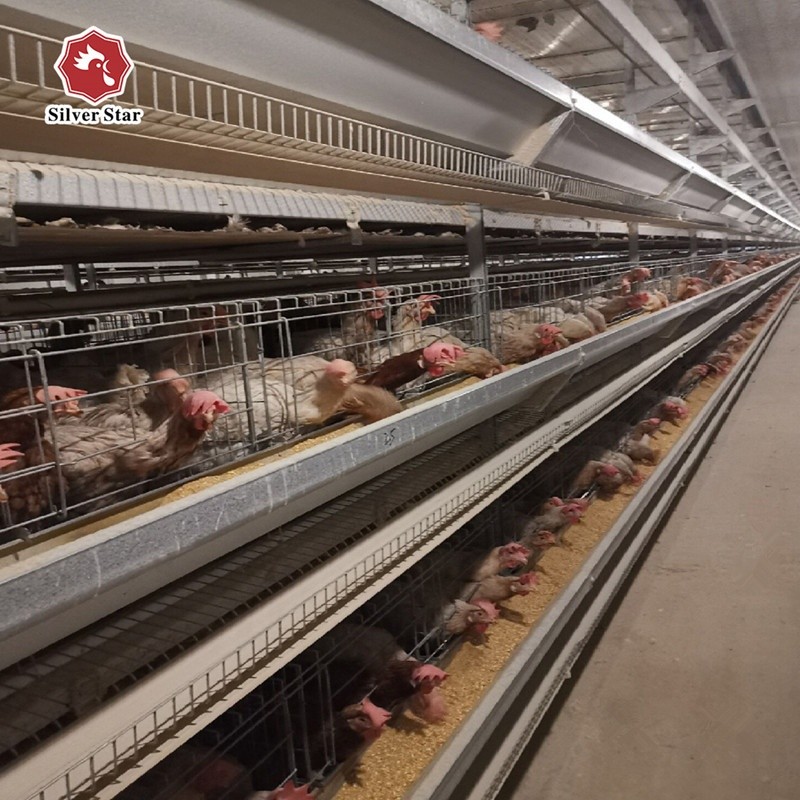 H Type Battery Layer Chicken Cages Automatic Egg Poultry Farms 10 Tiers
