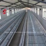 20000 Birds Chicken Farming Cage System Used In Birds Laying Mia