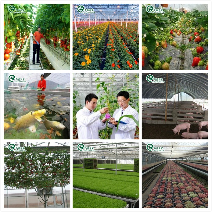 Customized Canada Tunnel Greenhouse Garden Tunnel with Glass or PC Sheet