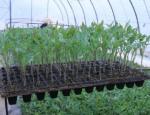 Brand new Growing seed starter tray 200 cells seeding trays in agriculture with