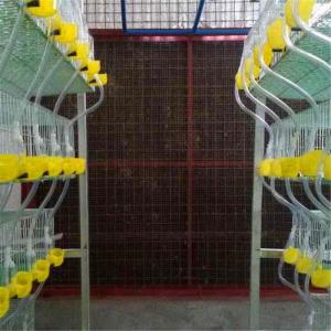 Wholesale 5 Tiers And 6 Tier Quail Battery Cages Automatic Self Cleaning from china suppliers