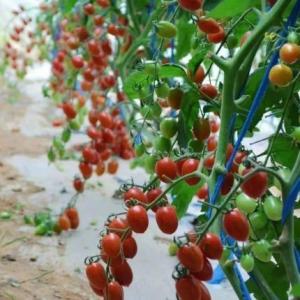 Wholesale Temporary Heating Climate-Controlled Sunlight Greenhouse for Tomato and Cucumber from china suppliers