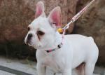 7.62m 25 Foot Nylon Anti Pull Dog Leash Around Chest Mouth Waist