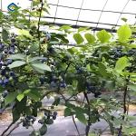 Blueberry Planting Commercial Size Greenhouse With Concrete Base Foundation