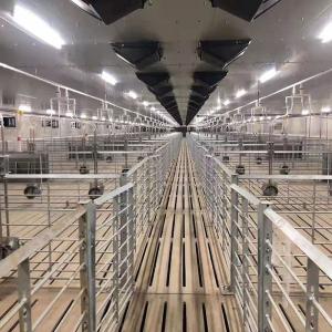 Wholesale Turn Key Hog Raising Piggery Farm Equipment Auger Conveying With House from china suppliers