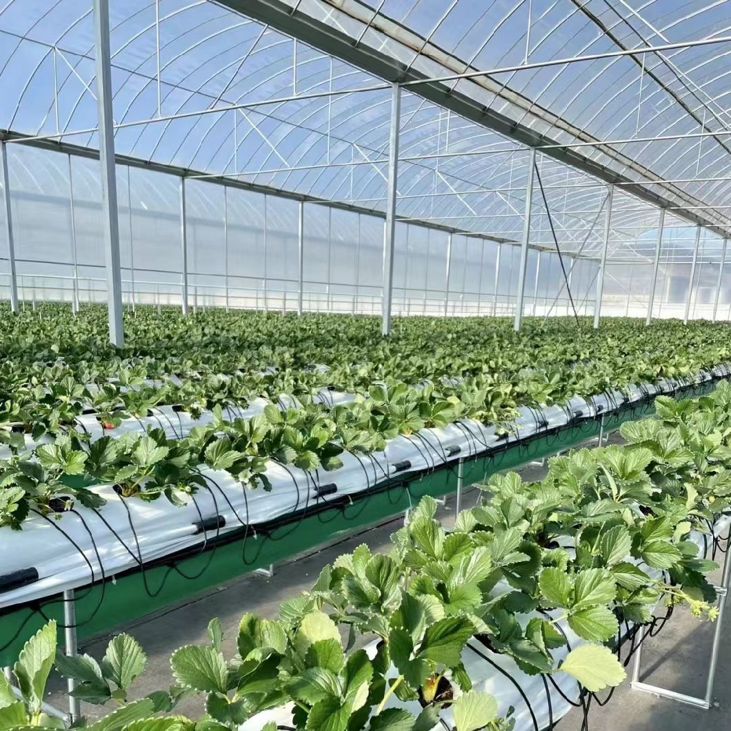 Advanced Irrigation Multi-Span Greenhouse