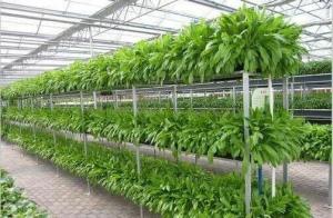 Wholesale Resource Saving Hydroponic Greenhouse Systems Commercial For Cultivation Leafy Vegetables from china suppliers