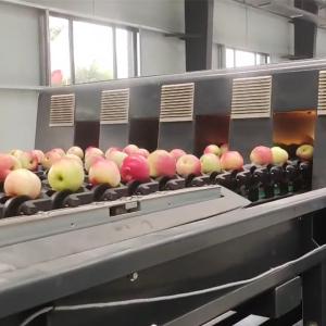 China Automatic Apple Fruit Sorting Machine 380V / 50Hz With 99.9% Accuracy on sale