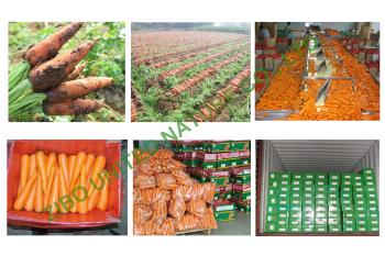 Silage Packing Co., Ltd.