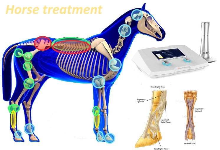 190 MJ High Energy Veterinary Shock Therapy Machine For Horse And Small Pets