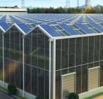 Thermal Insulation Commercial Photovoltaic Greenhouses Customization Option