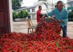 16CM Erjingtiao Dried Chilis No Pigment 8000SHU Whole Dried Red Chili Peppers