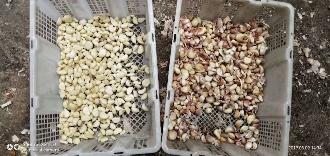 High Accuracy Intelligent WYB4 Belt Garlic Color Sorter Machine with Wifi Remote Control with CE Certificate