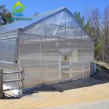 Wholesale Commercial Single Span Venlo Type PC Sheet Greenhouse Impact Resistant from china suppliers