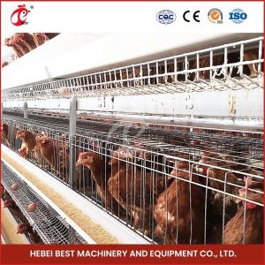 Wholesale 80-100kg Cage Weight H Shaped Automatic Chicken Chick Cage Automatic Chicken Cage Rose Rose For Layers Rose from china suppliers