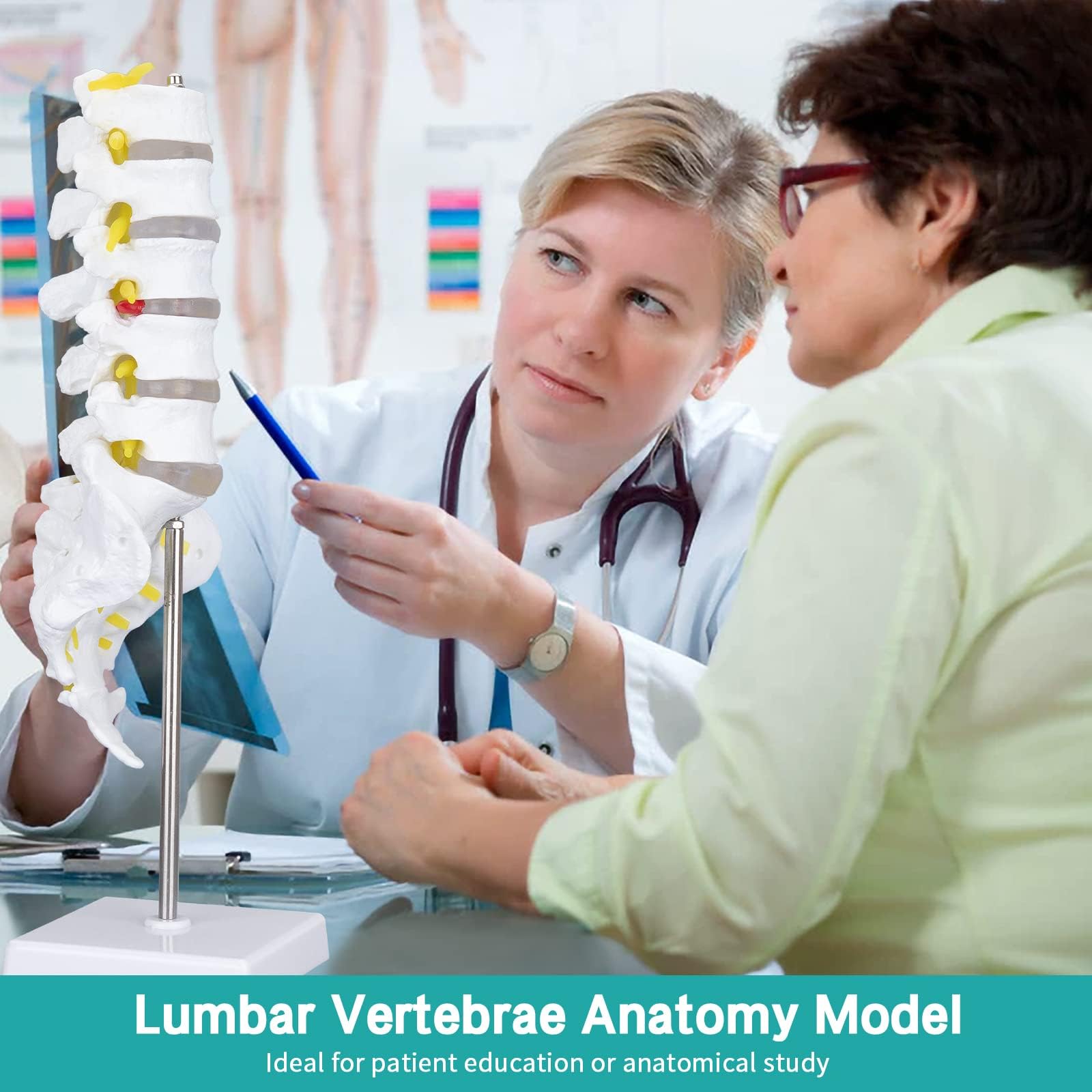 Lumbar Vertebrae Spinal Column Anatomical Skeleton Model For Medical Demonstration Life Size