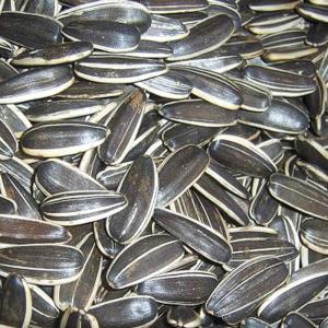 Wholesale Handpicked Delicious Raw Sunflower Kernels Low Calorie 100% Green Foods from china suppliers