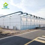 Commercial Hot Dip Galvanized Frame Tomato Strawberry Poly Tunnel Greenhouse For