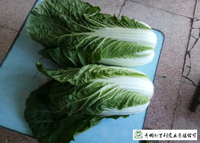Healthy All Season Cabbage , Chinese Green Cabbage No Putrefaction For Salad Factory