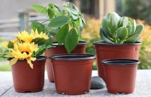 Wholesale Nursery Plastic Horticultural Plant Pots Thermal Formed For Flower Seedling from china suppliers