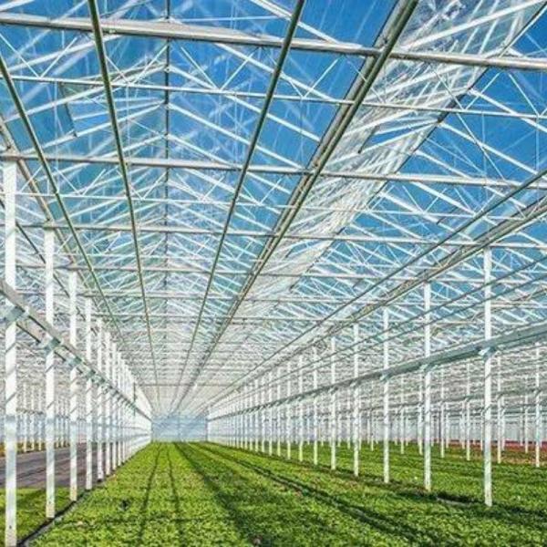 Sunlight Greenhouse Multispan Hydroponics Plastic Film Greenhouse for Commercial