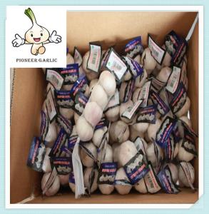 Wholesale Garlic - Small and Bulk Orders - Contact Us for Free Samples from china suppliers