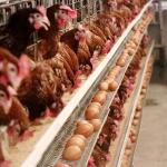 Auto Feeding Egg Laying Chicken Cages , Q235 Steel Wire Layer Bird Cage