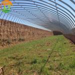 Film Agricultural Solar Greenhouses Maximize Your Vegetable Fruits and Flowers