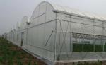 100 Micron PE Film Greenhouse Single Layer Plastic Tunnel Greenhouse