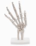 Human Life Size 3d Hand Skeleton Mode Flexible For Medical Demonstration
