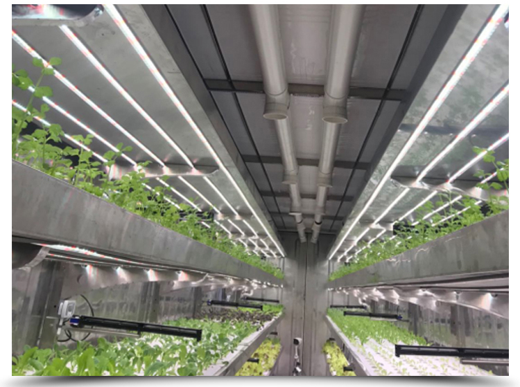 Temperature Climate Control 40 Foot Container Hydroponic Farm Greenhouse Agricultural Growing System