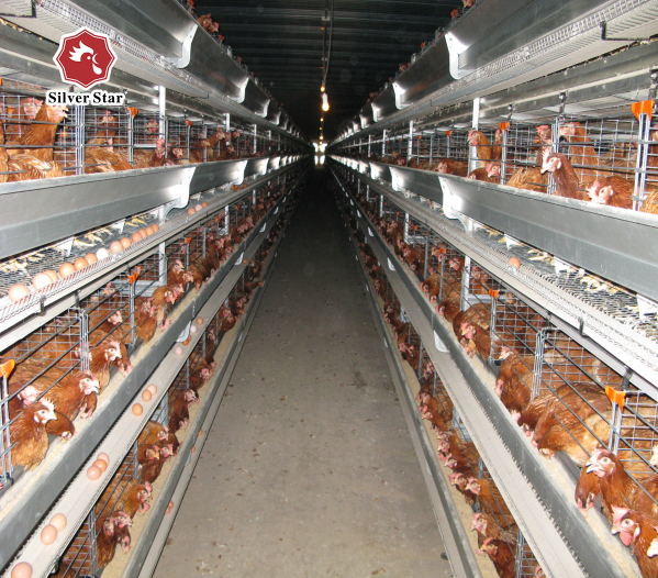 H Type Automatic Layer Chicken Cage Egg Poultry Farming Equipment