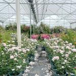Multi-Span Greenhouse for Vegetable Production US 20/Square Meter Min. Order