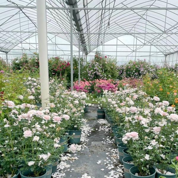 Multi-Span Greenhouse for Vegetable Production US 20/Square Meter Min. Order